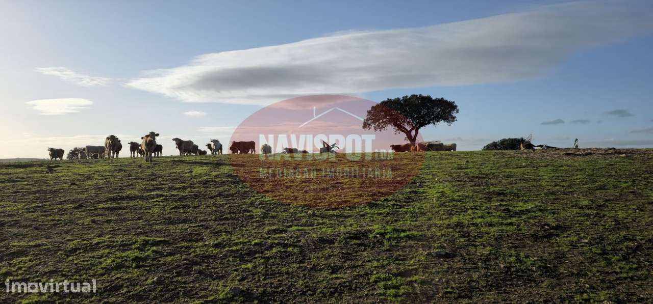 Herdade com 36 ha em Santo António do Baldio-3