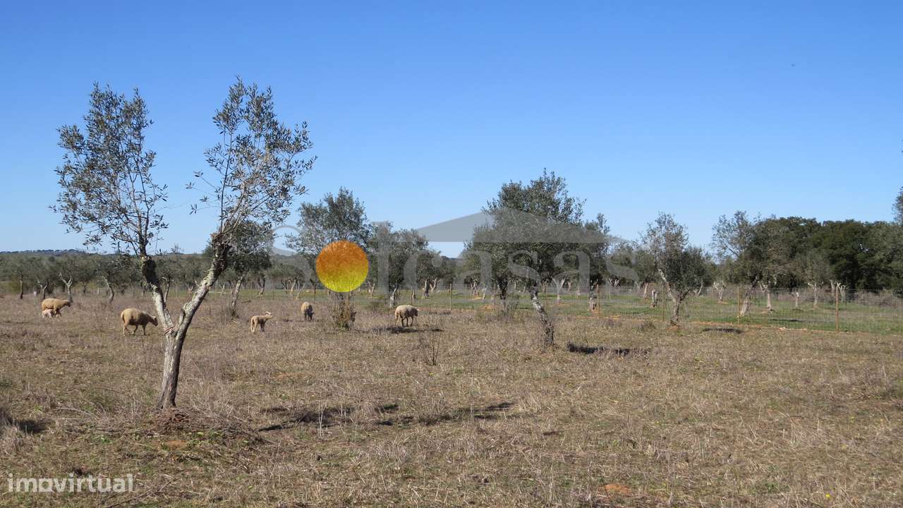 Quinta perto de Alcácer do Sal-11