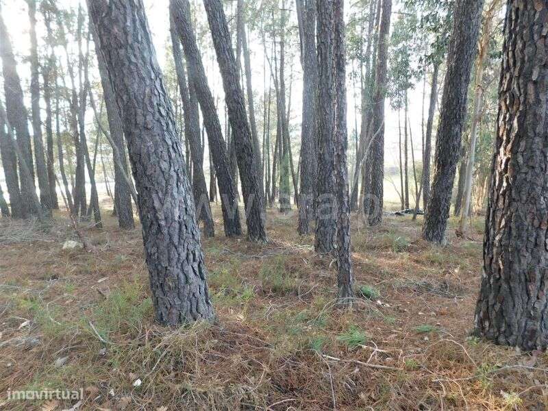 Terreno Rústico / Fundão, Enxames - Grande imagem: 3/5