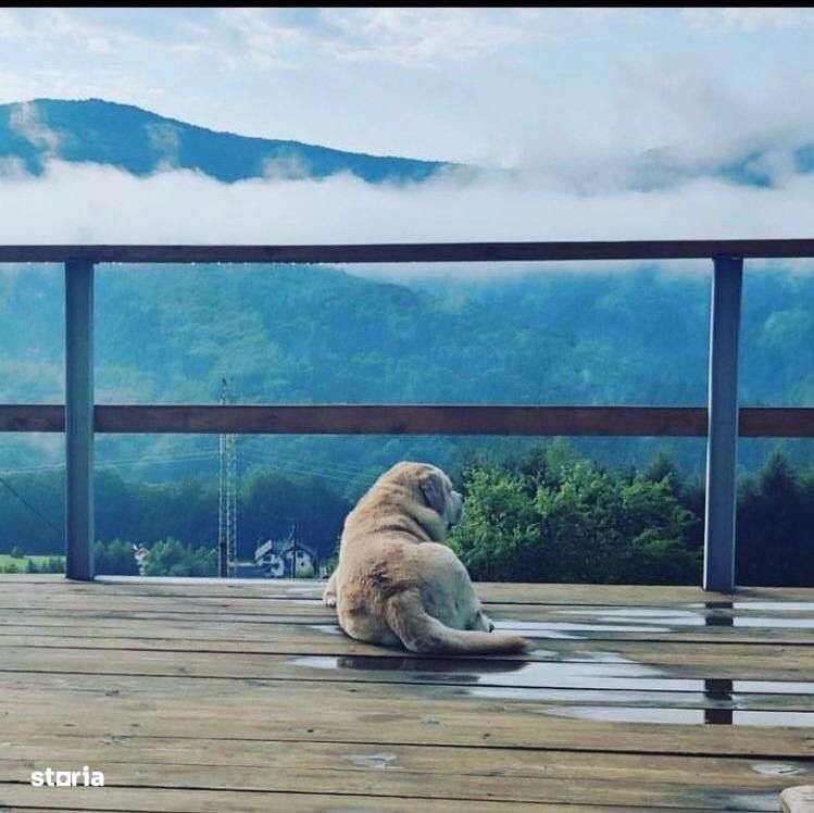 Valea Doftanei - casa + teren 7500mp - 295000 Euro - Imagine principală: 2/11