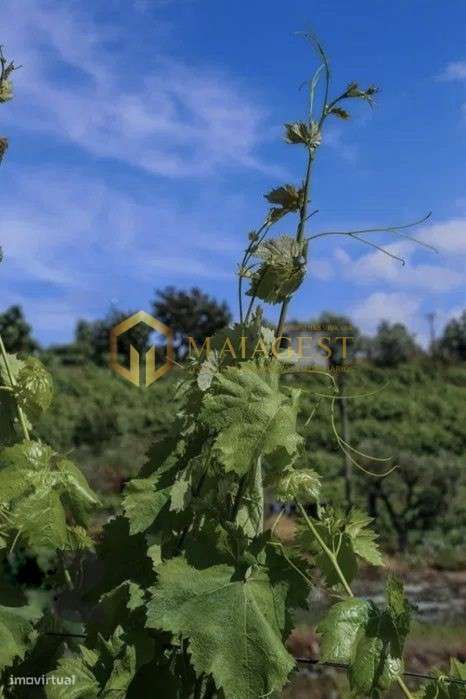 Quinta T4 de 4 hectares em Canelas do Douro próximo do Rio Douro - Grande imagem: 5/11