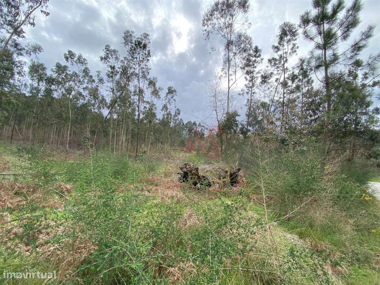 Terreno rústico com 8.000m2 em Lustosa, Lousada - Grande imagem: 4/6