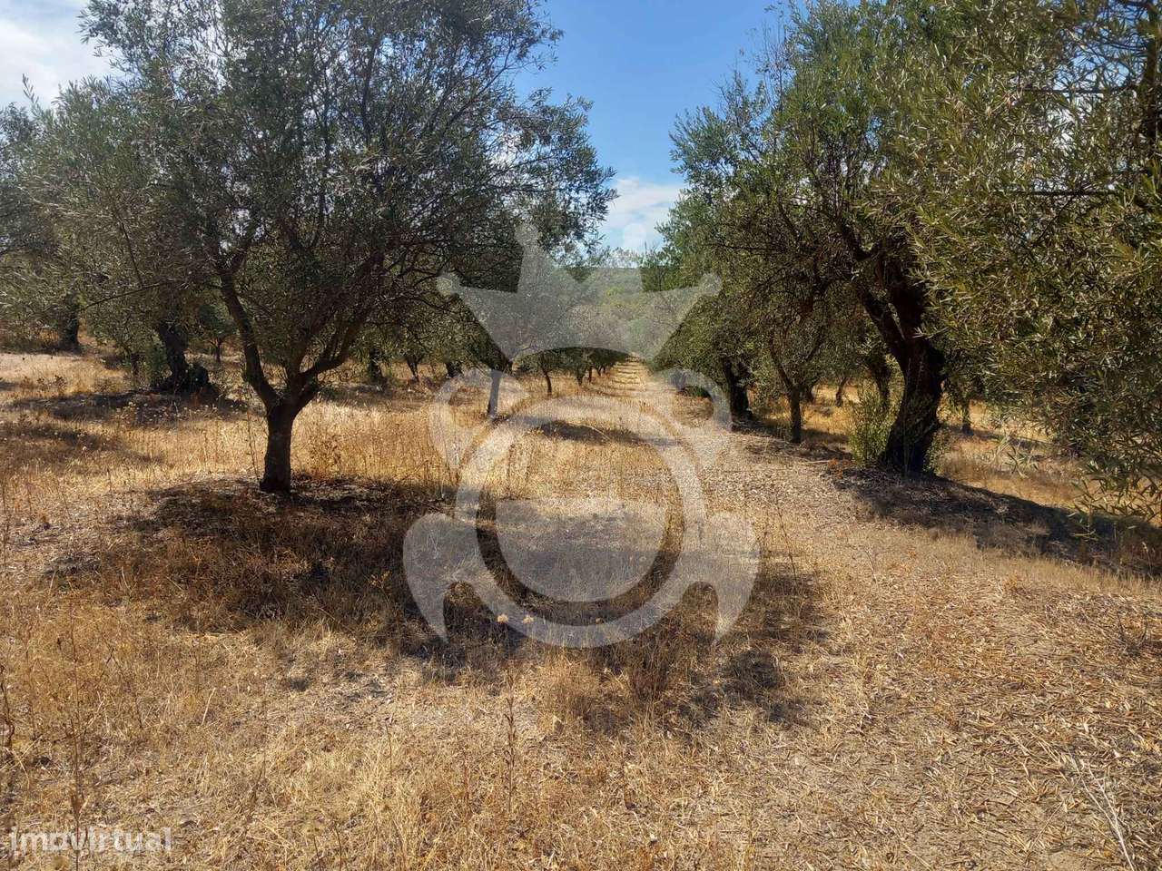 Olival tradicional com dependência agrícola - Vale de Vargo-30