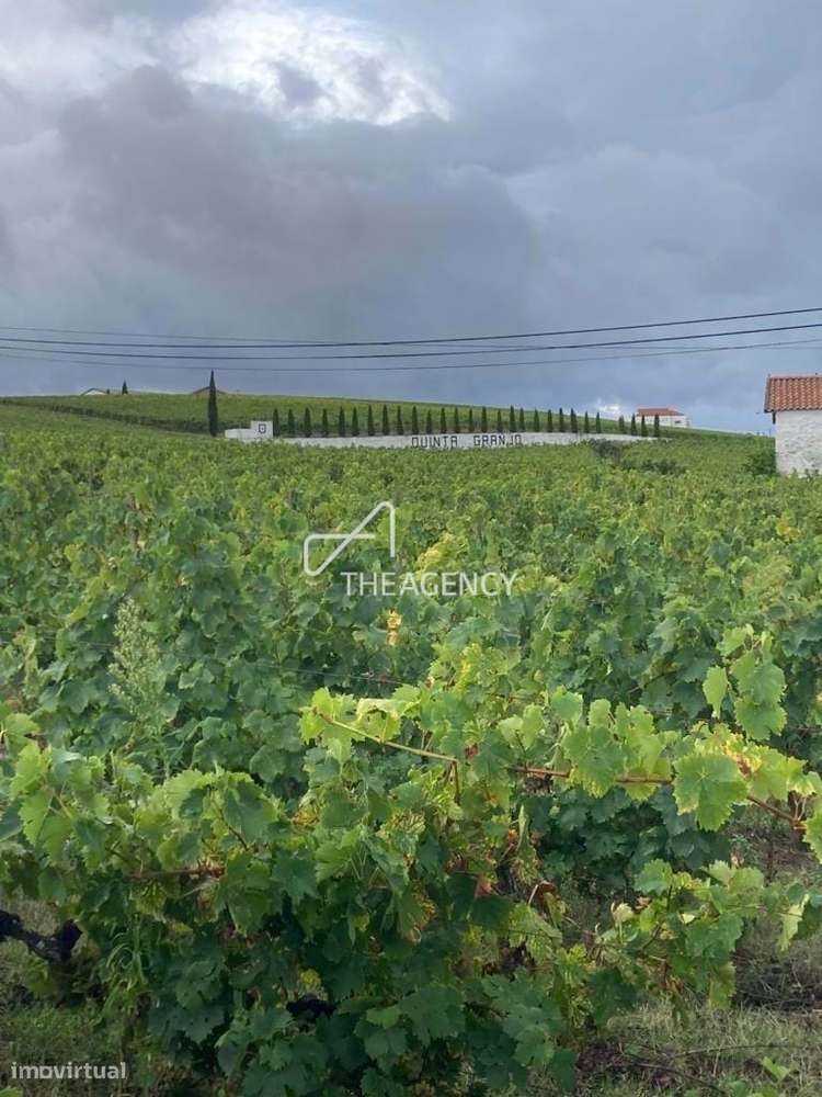 Quinta Granjó — Uma oportunidade única de investimento no coração do V - Grande imagem: 5/28