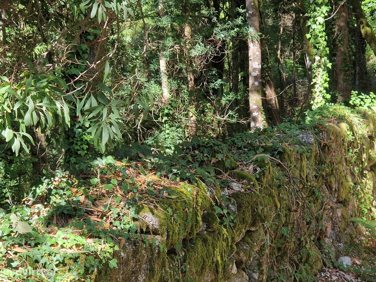Terreno  Venda em Mosteiro,Vieira do Minho - Grande imagem: 3/21