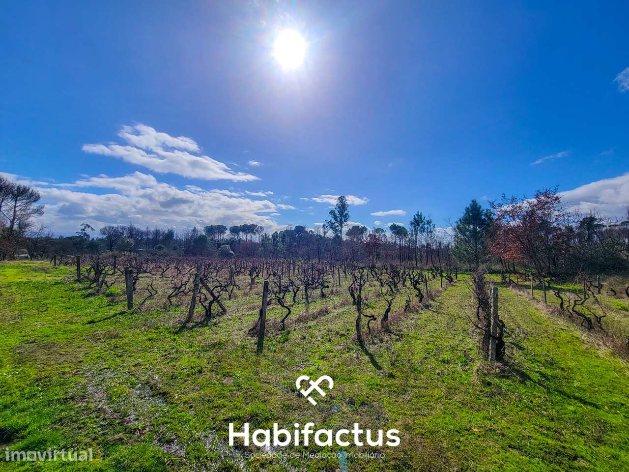 Terreno Rústico com 16.800 m², Vinhas, Árvores de Fruto e 3 Poços de Á - Grande imagem: 5/16