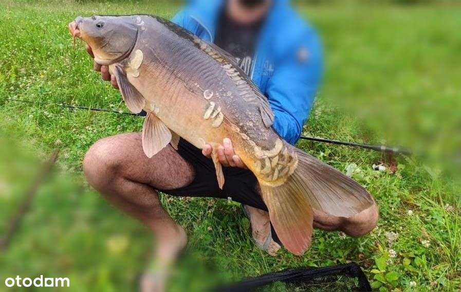 Dwa domy z potencjałem i dużą działką na Kaszubach-10