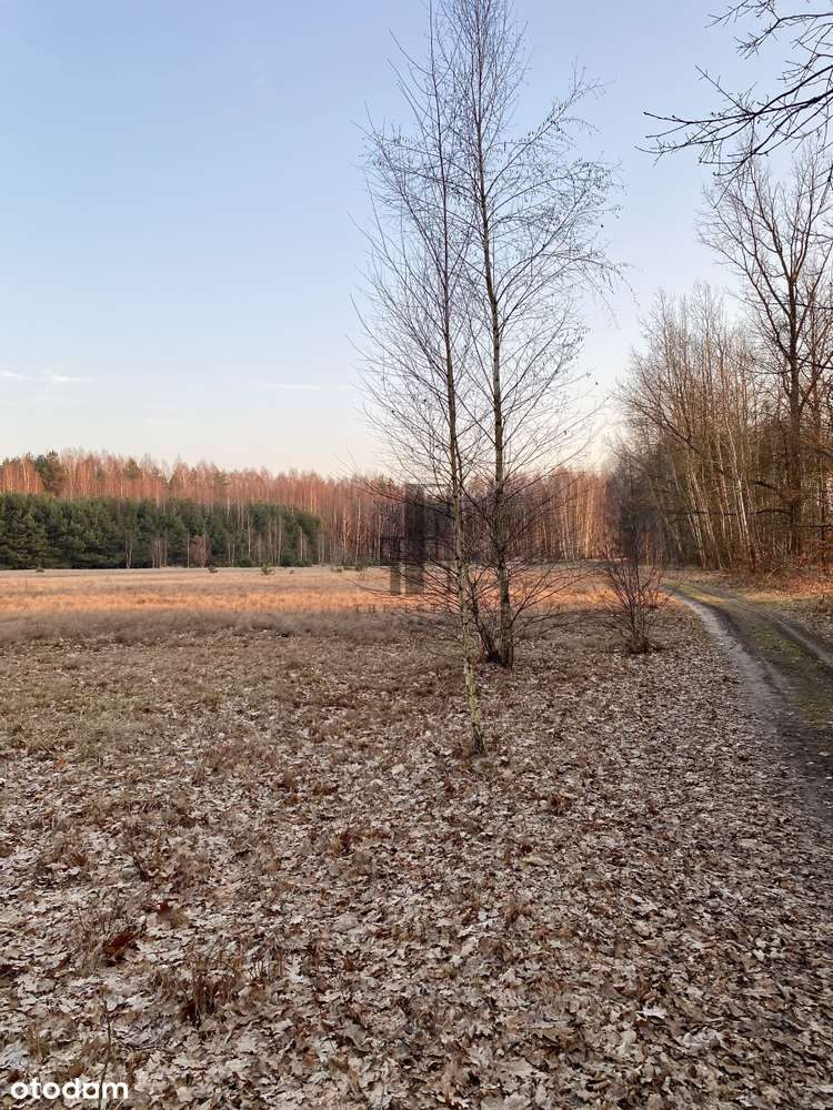 Działka rolna | Budy Augustowskie | 1,8 Ha - Pełny obrazek: 4/8