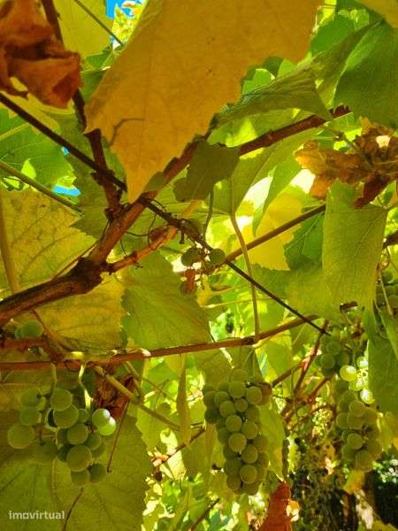 Quinta em Cinfães - Grande imagem: 4/7