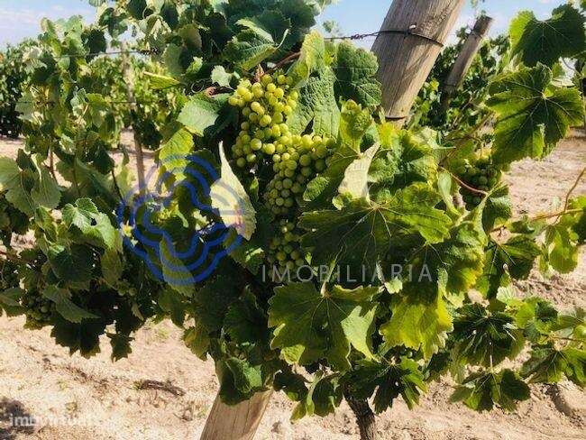 Propriedade rústica com 23ha e 4ha de vinha em plena produção - Grande imagem: 5/5