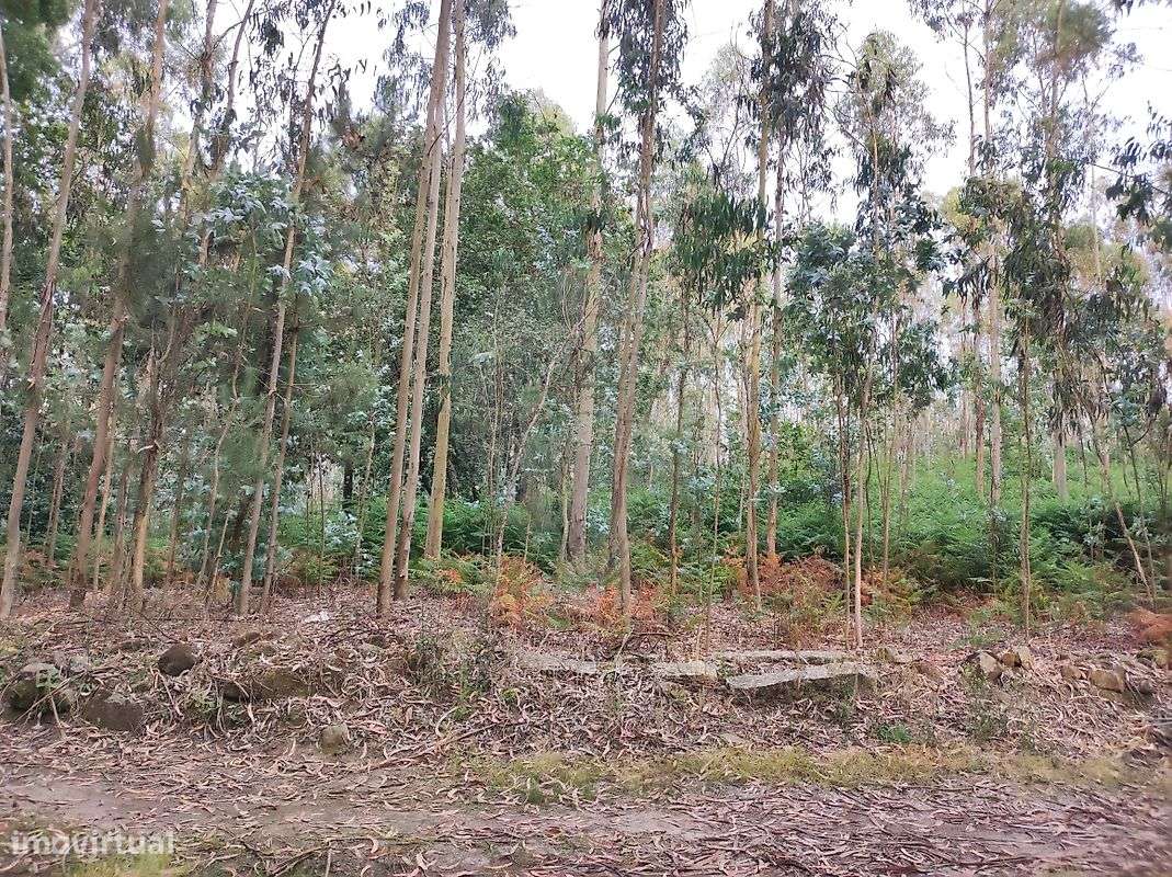 Terreno  para venda - Grande imagem: 5/13