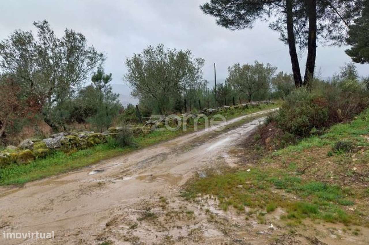 Terreno Urbanizável com Olivais| Riodades | São João da Pesqueira - Grande imagem: 4/30