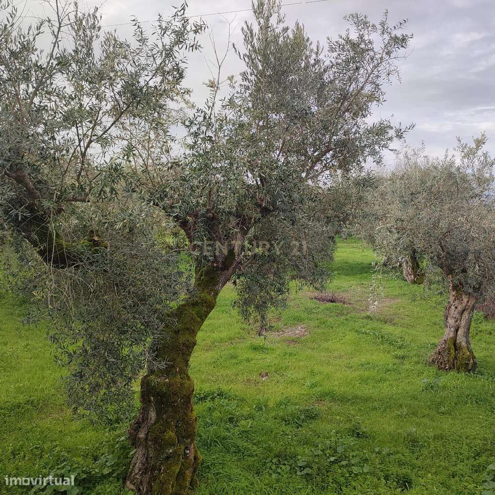 Terreno com 5000m2 com possibilidade de construção, Castelo Branco - Grande imagem: 5/7