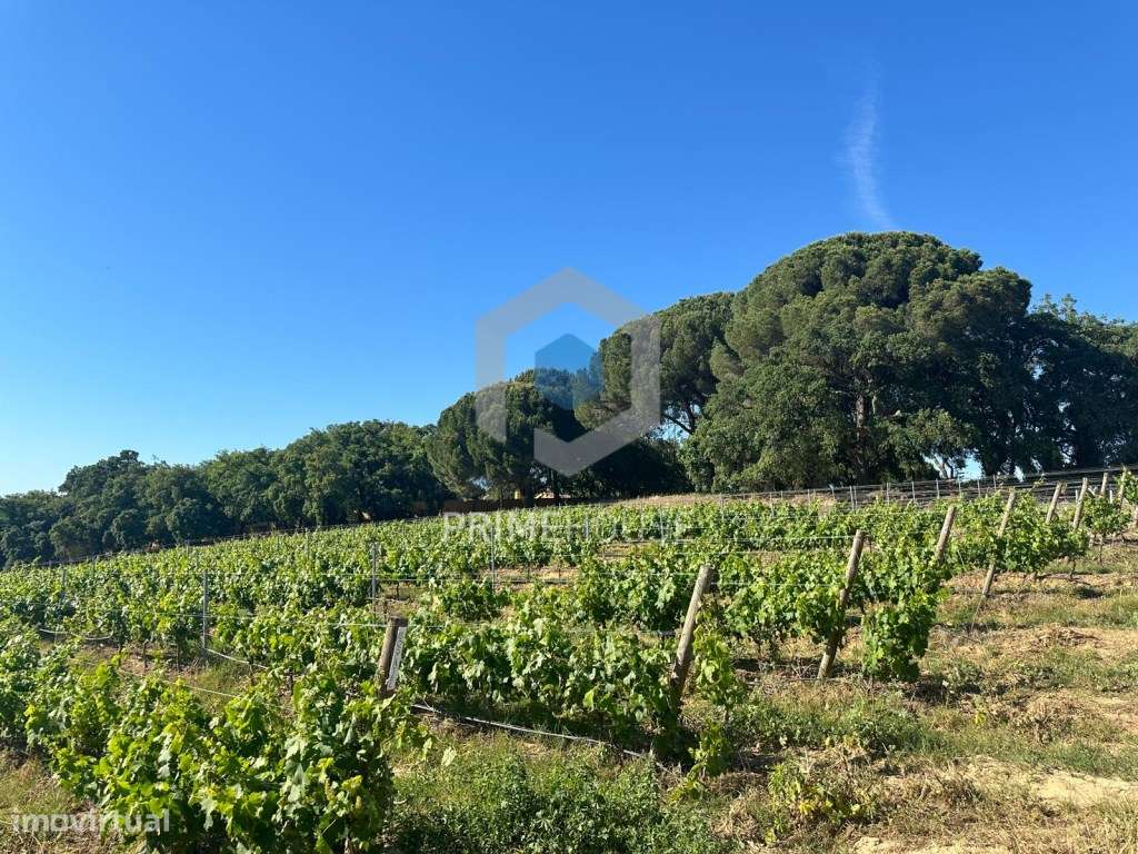 Propriedade com 60.000 m2 com localização sublime , em Azeitão - Grande imagem: 3/52