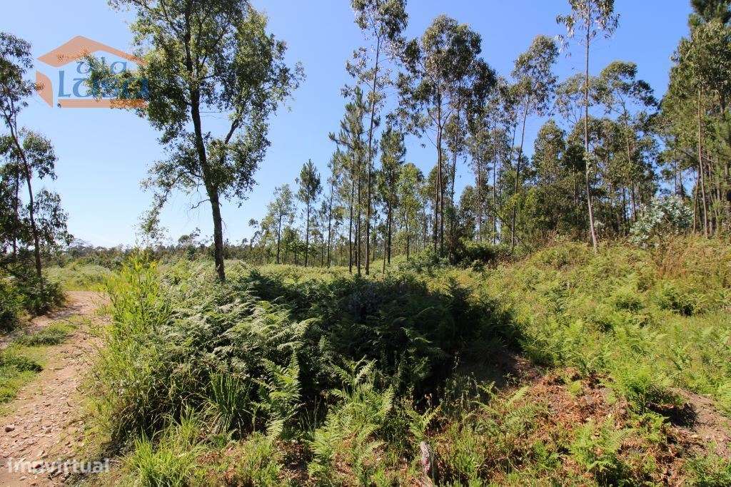 Terreno Industrial com 5.368 m2 para a construção de armazém - Grande imagem: 1/10