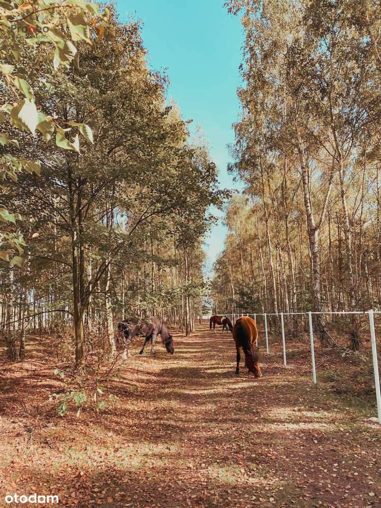 Niezwykła posiadłość z potencjałem biznesowym-18