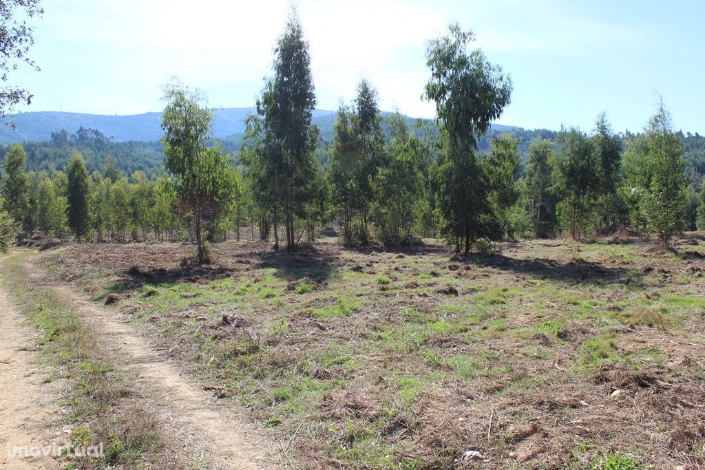 Quinta com 6 ha, duas ruínas e boas vistas, Côja, Arganil