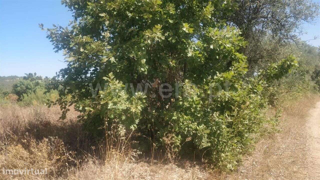 Terreno Rústico / Fundão, Capinha - Grande imagem: 3/4