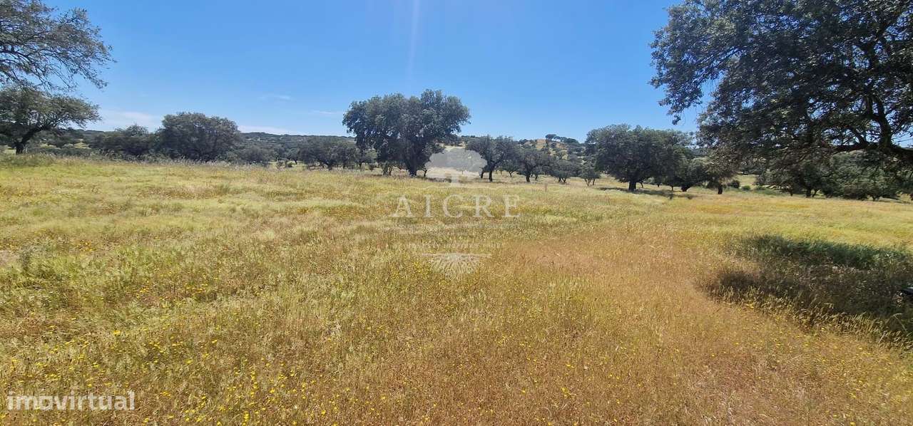 Herdade na Terrugem com 118 hectares - Grande imagem: 5/38