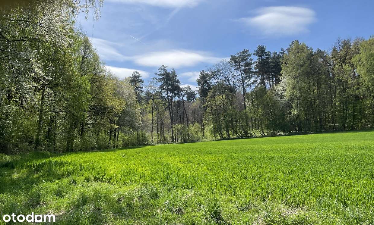 Siedlisko na polanie, pod stadninę lub agroturystykę, 30 min od KRK-7