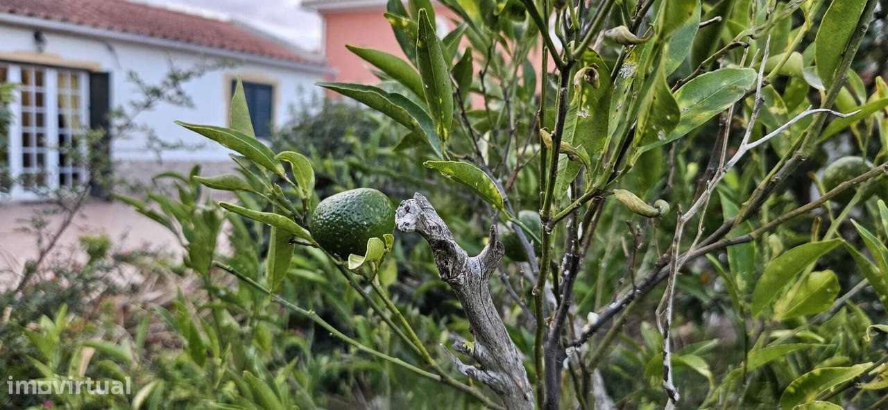 Moradia Térrea / Quintinha em Foros de Salvaterra-46