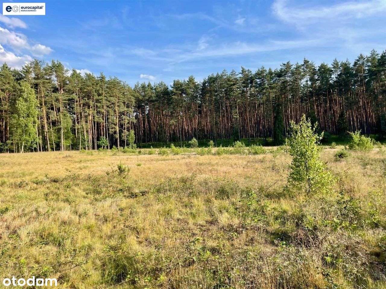 Olbrzymia Działka W Lesie Z Prawem Zabudowy!-8