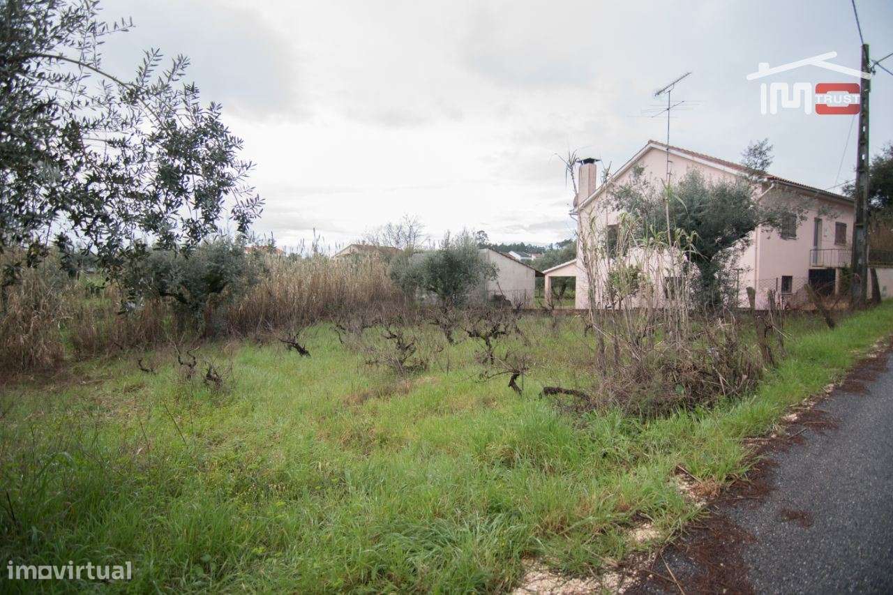 Terreno de semeadura e pousio com 16 oliveiras - Grande imagem: 4/5