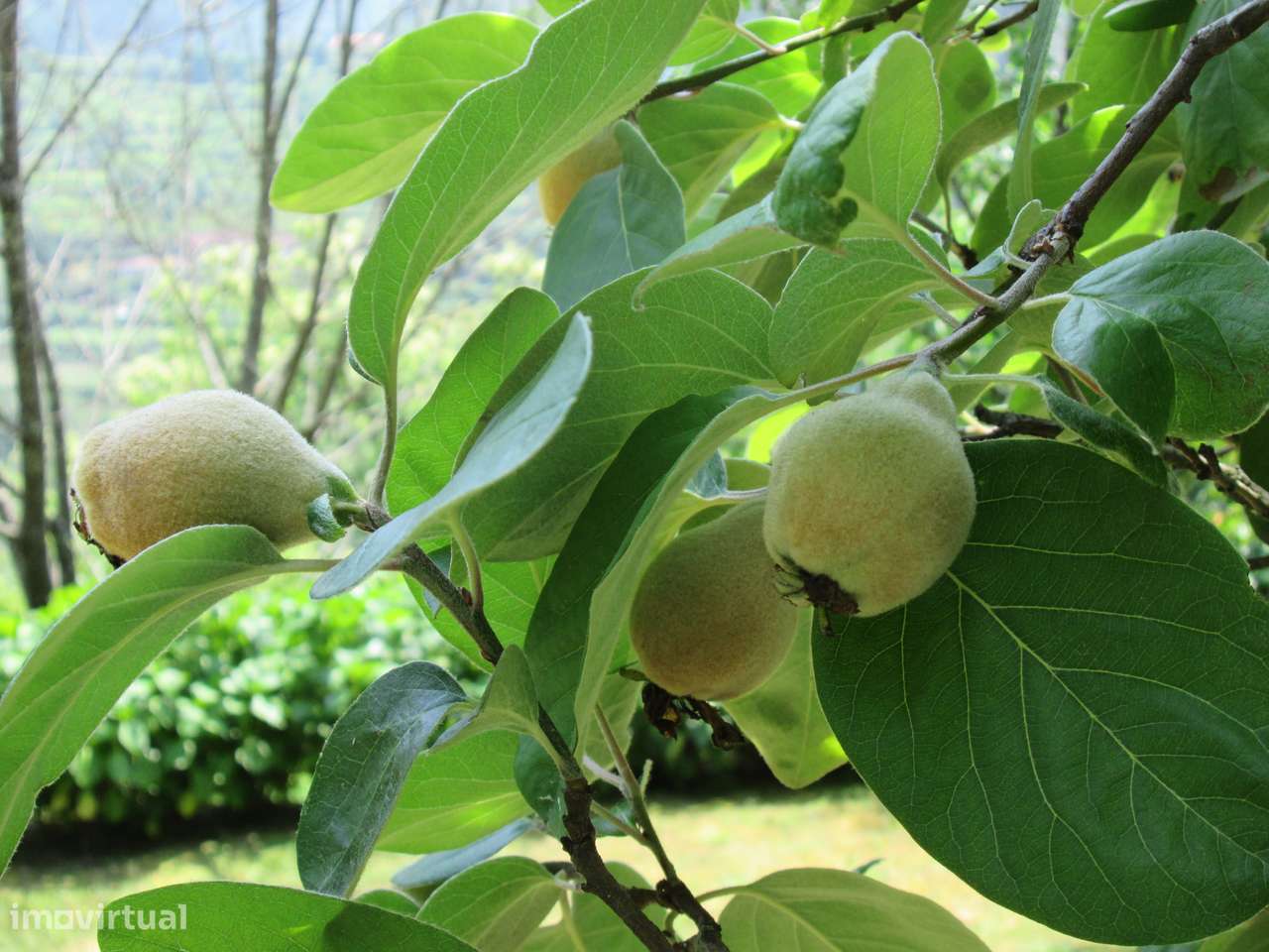 Quintinha no Minho Ponte de Lima * 10.000 m2 * a 90 Km do Porto-43