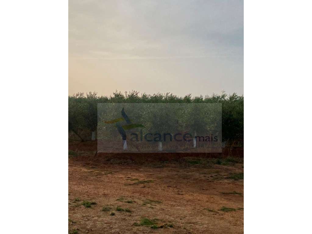 Venda de Sociedade Agrícola com Olival Superintensivo de Elevada Re...-15