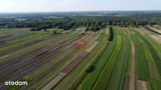 Działka leśna – 2.28ha w cenie zł za 1 m2, Zasów -