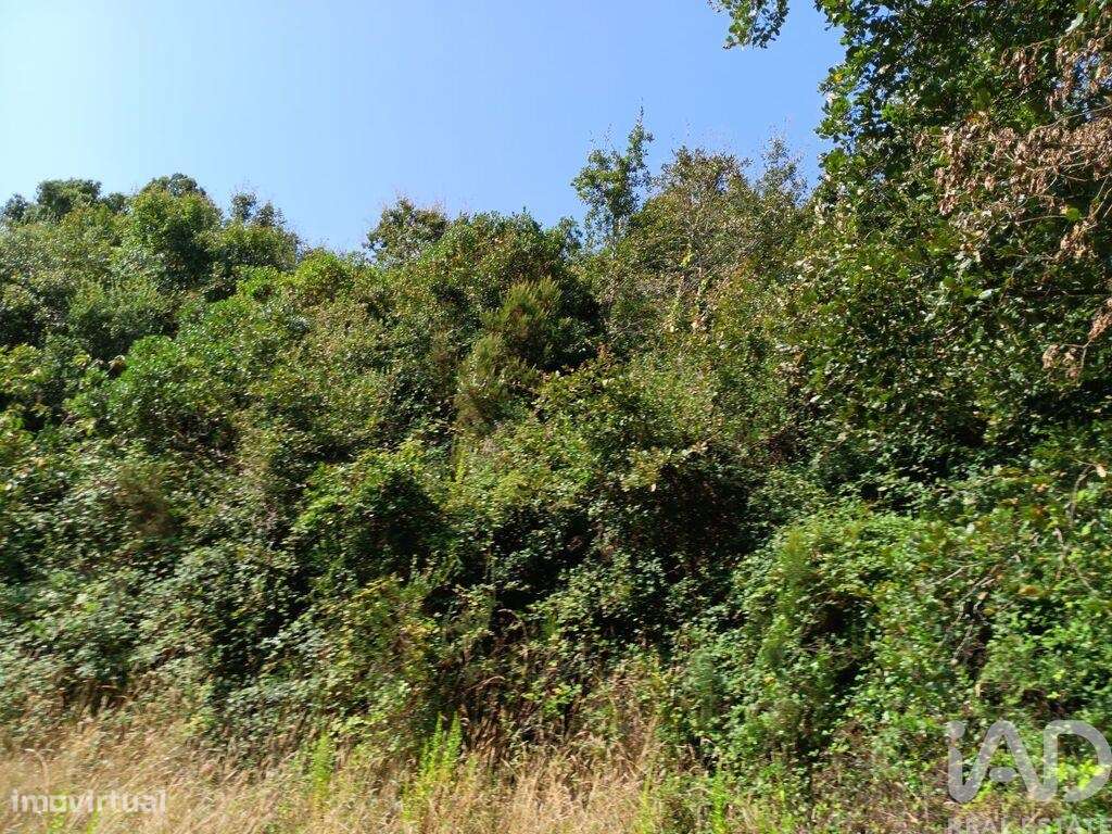 Terreno em Alcobaça e Vestiaria de 12200,00 m2 - Grande imagem: 4/10