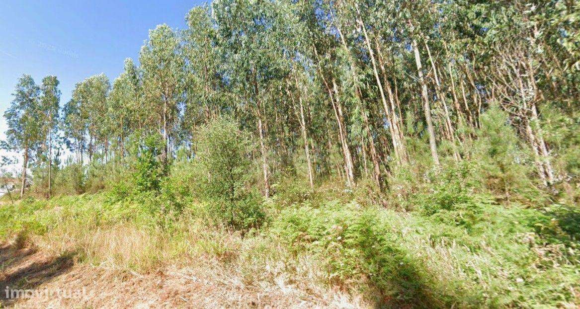 Terreno Rústico – Pinhal e Mato | 1.100 m² | Vila Facaia – Pedrógão Gr - Grande imagem: 2/5