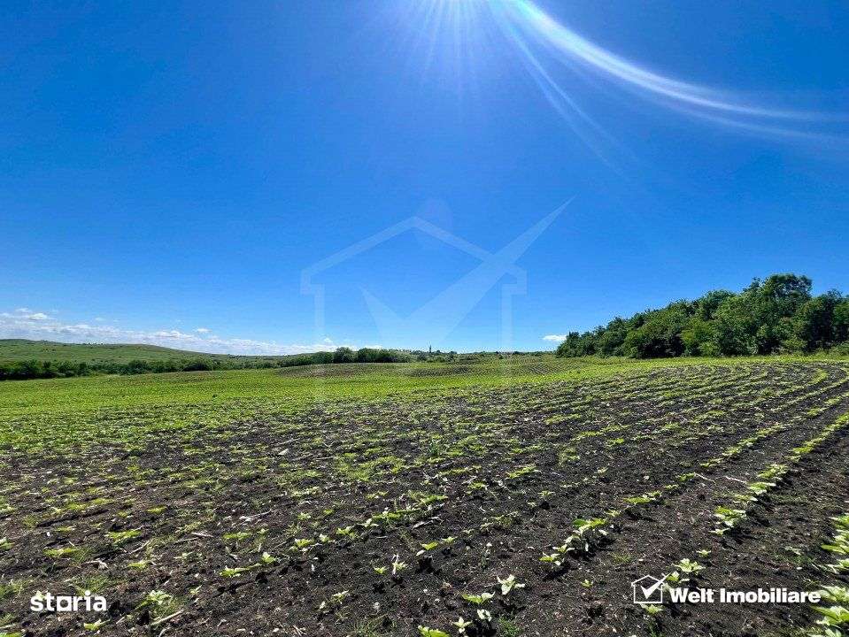 Oportunitate investitie, Chinteni, zona Macicas 31.600 MP - Imagine principală: 5/9