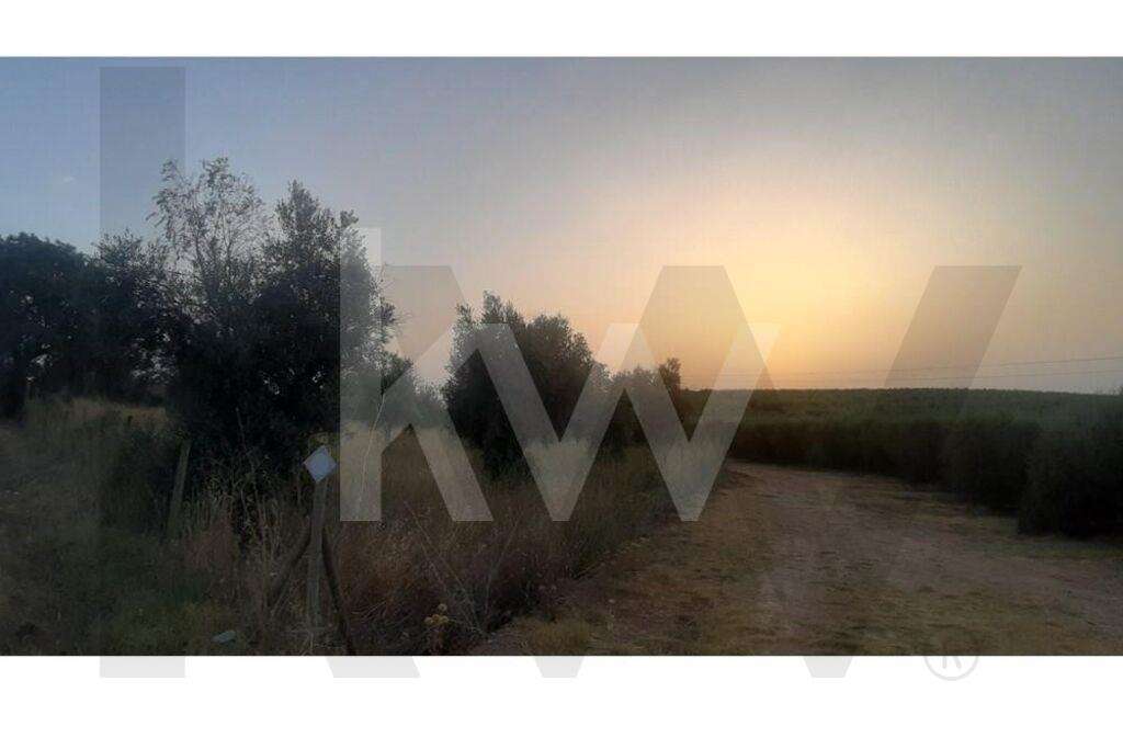 Terreno rústico com plantação de Olival em Avis Portalegre - Grande imagem: 2/10