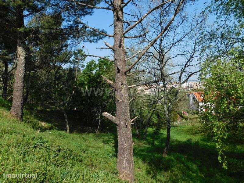 Lote / Seia, Seia - Grande imagem: 1/5