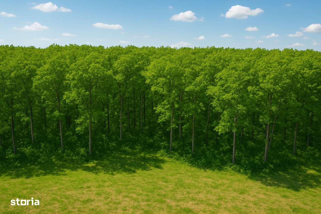 Teren Corbeanca|Langa Padure - Imagine principală: 3/3