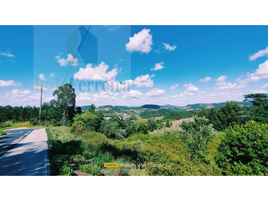 Bosque Natural com Árvores Nativas !! - Grande imagem: 5/7