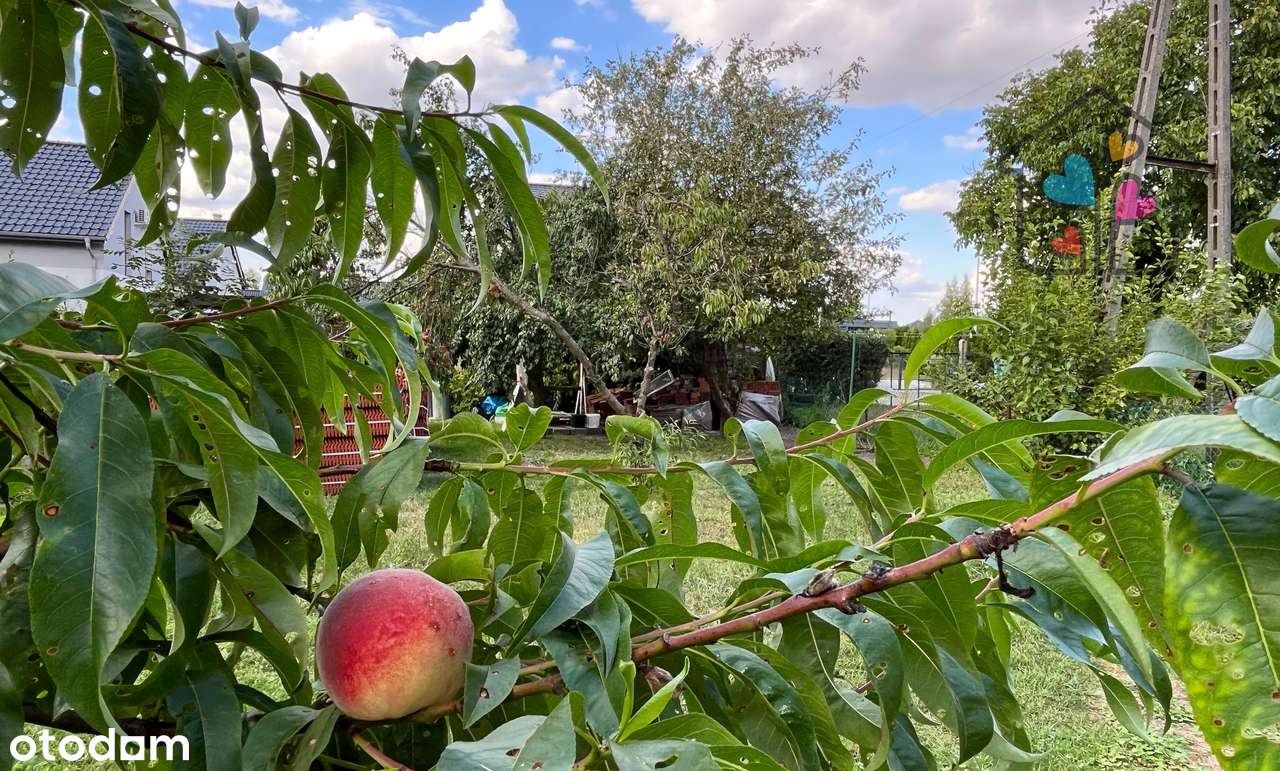 1/2 domu w Kluczborku !!!  duża działka-16