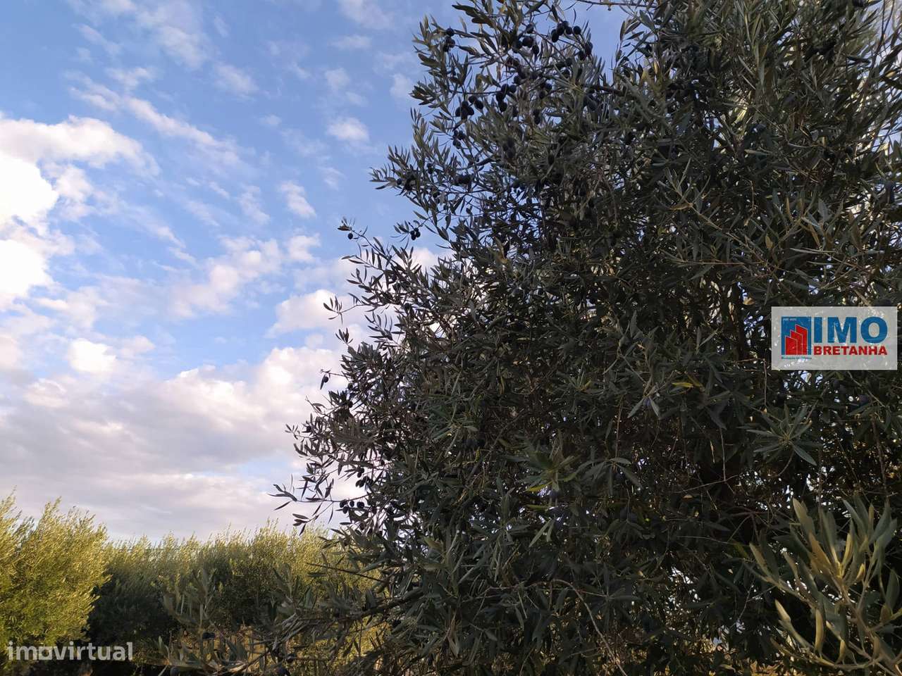 Quinta - Junto ao Fundão - Grande imagem: 3/18