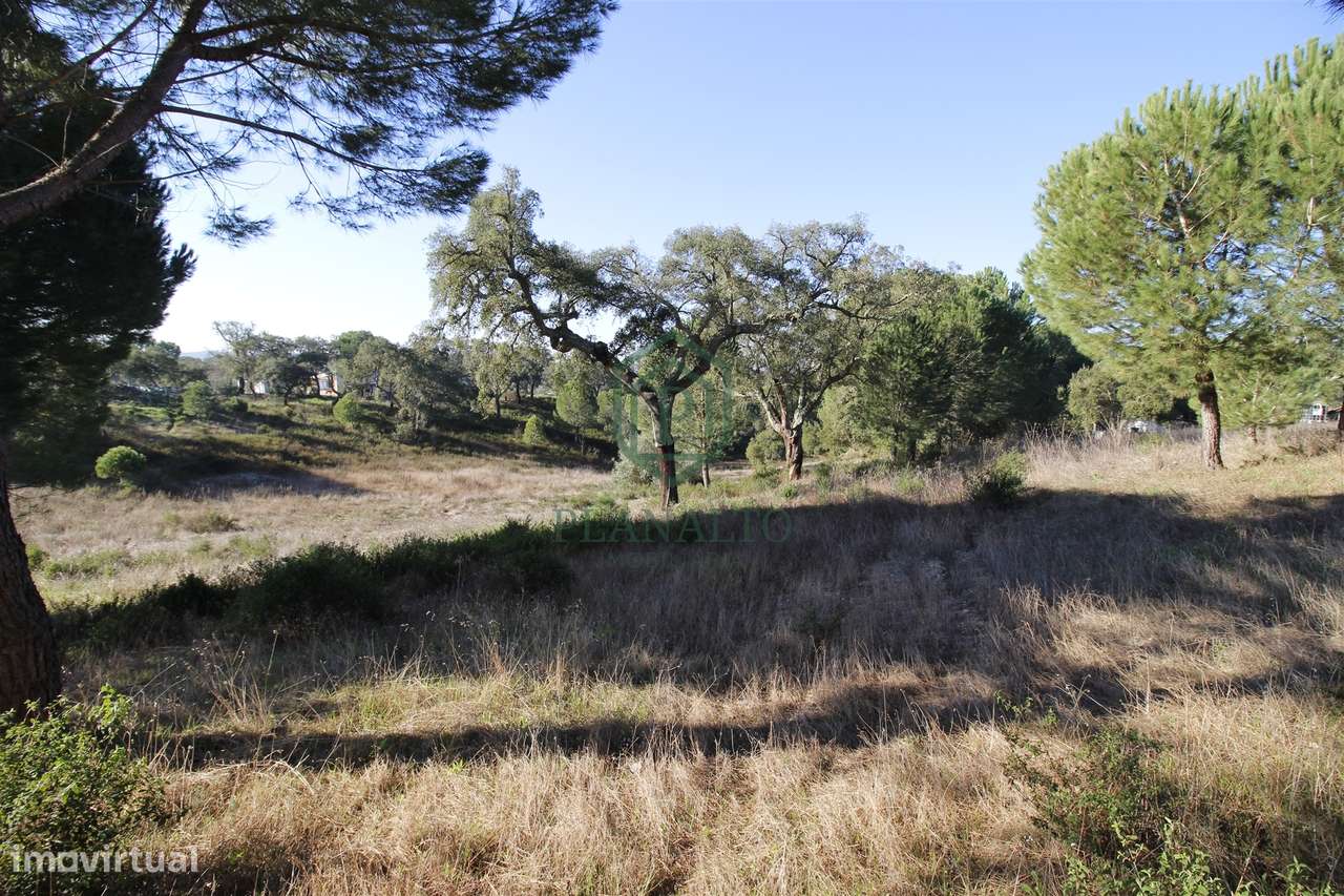 Terreno Rústico  Venda em Mora,Mora-8