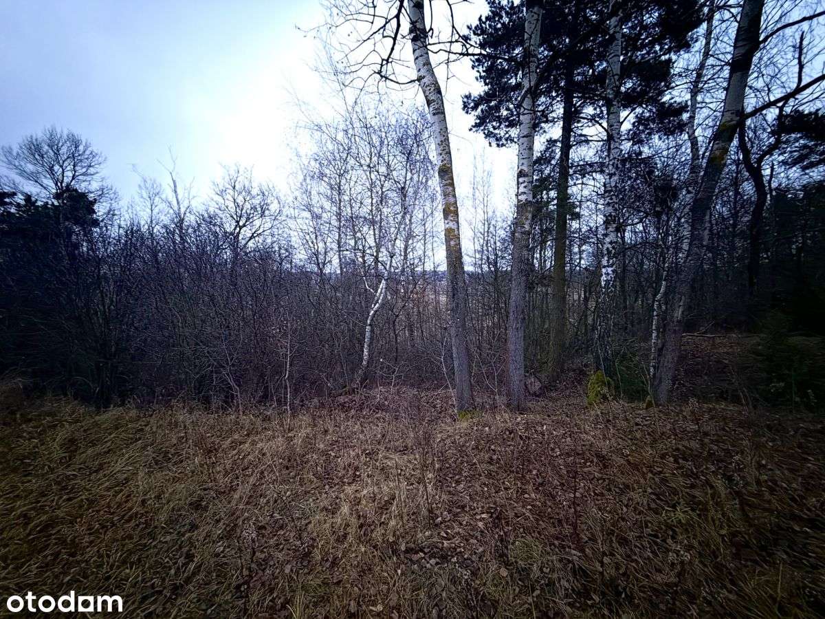 Okazja! Duża działka rolna w Borkowie 9802m2-8