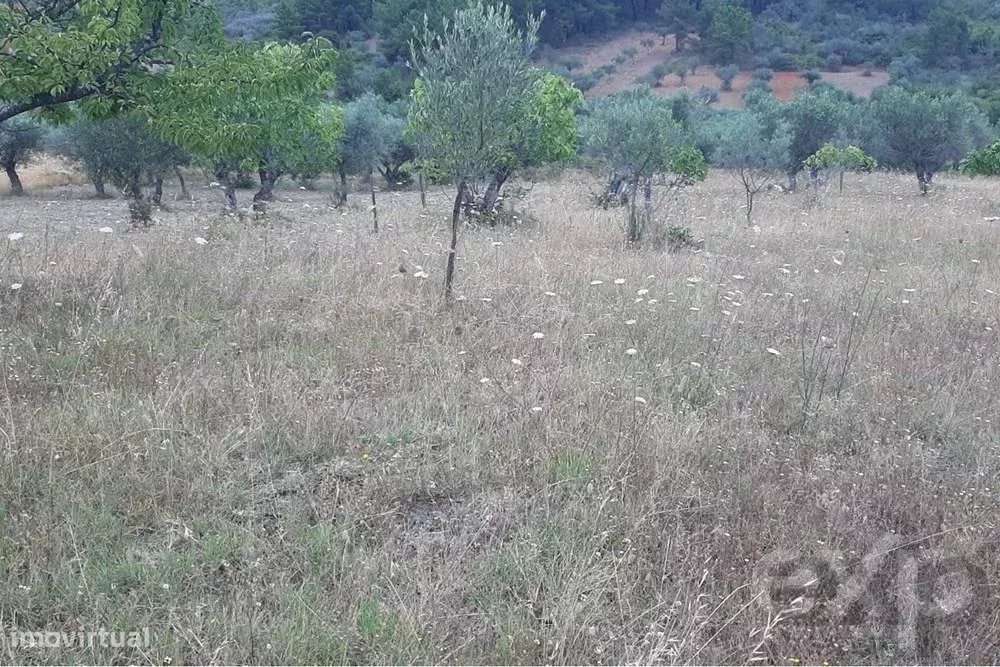 Terreno à Venda em Mirandela: Localização Privilegiada - Grande imagem: 5/6