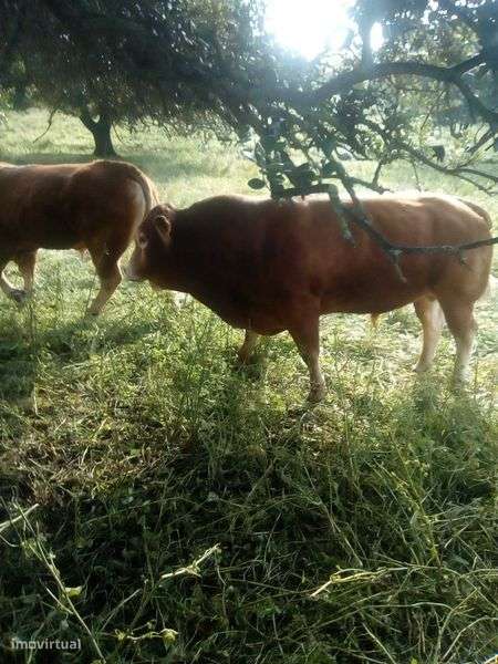Herdade Gado máquinas 145 hectares São Romão Vila Viçosa para Venda - Grande imagem: 5/10