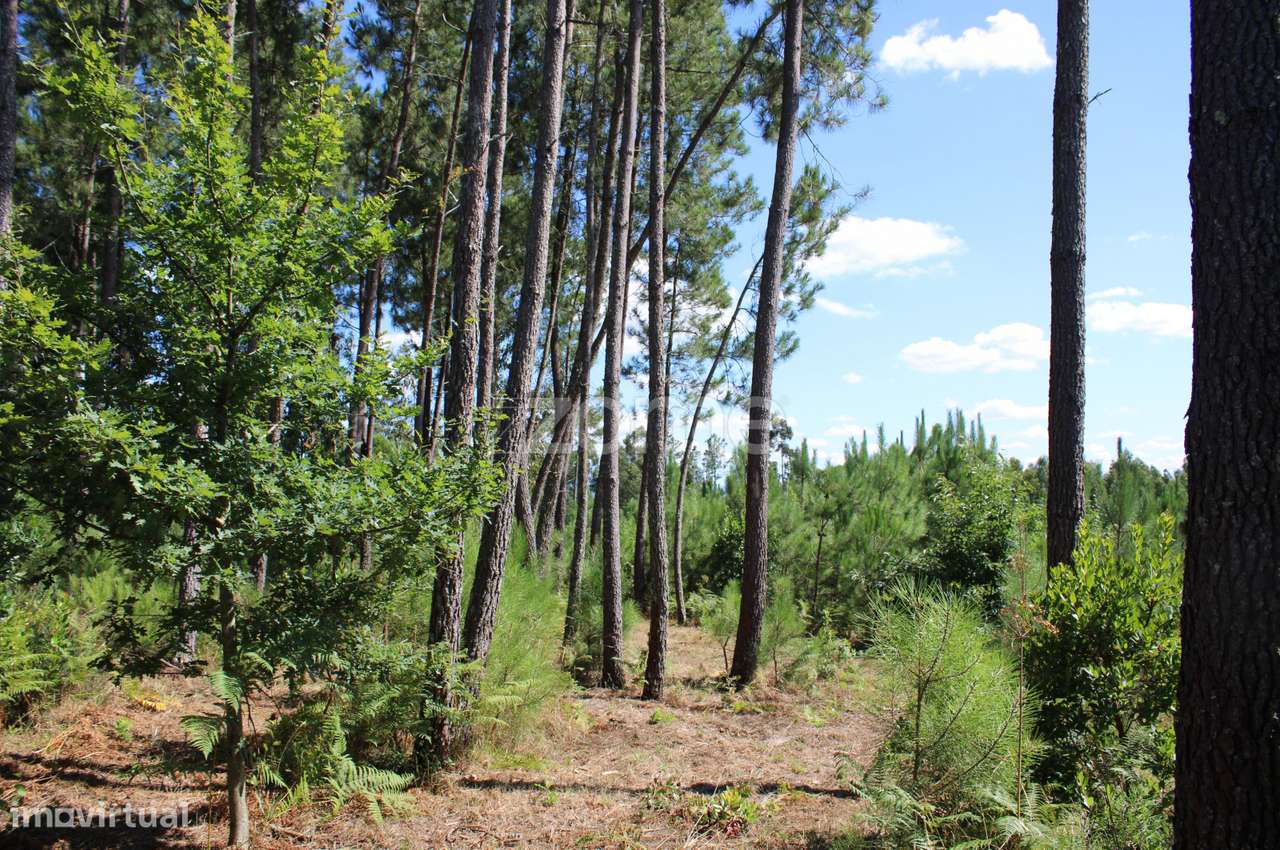 Terreno rural, agrícola, vinha, pinheiros mansos e olival - Grande imagem: 3/28