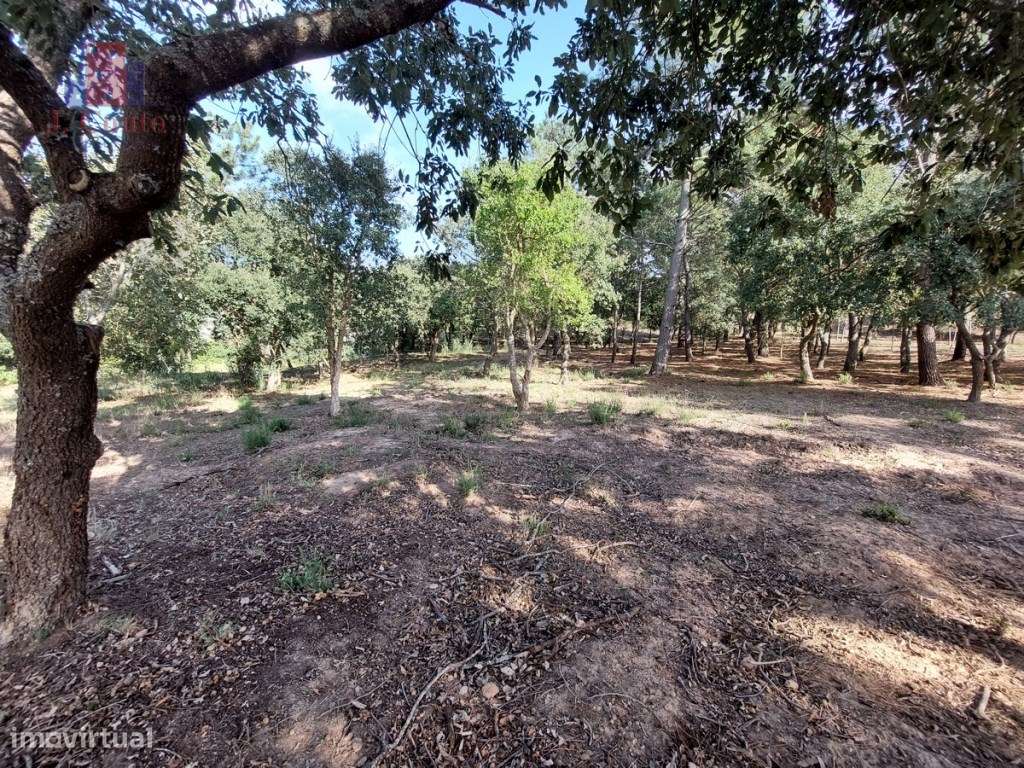 Terreno tipo quintinha, Caldas da Rainha - Grande imagem: 5/13