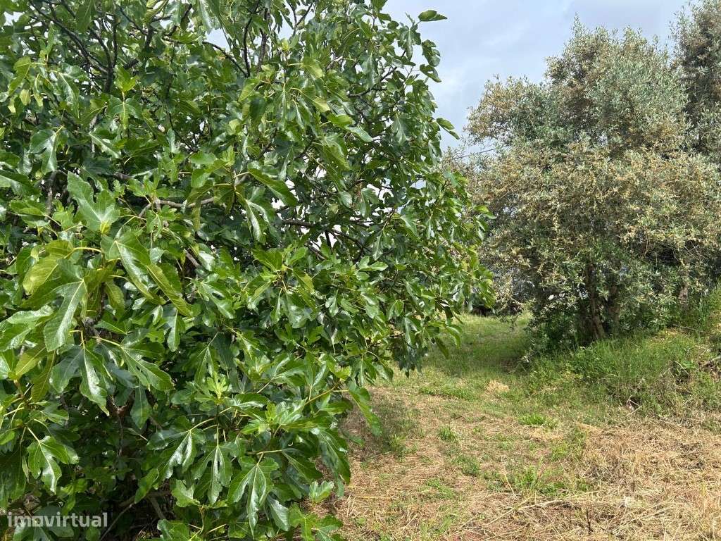 Terreno Urbano Venda Abrantes - Grande imagem: 4/13