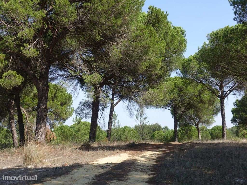 Terreno com 25 hectares em Grândola - Grande imagem: 5/19