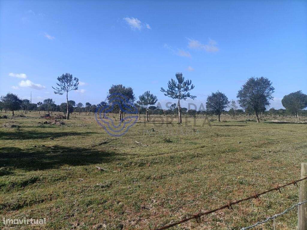 TERRENO RUSTICO COM 33 HECTARES EM PEGOES, CONSELHO DO MONTIJO - Grande imagem: 5/20