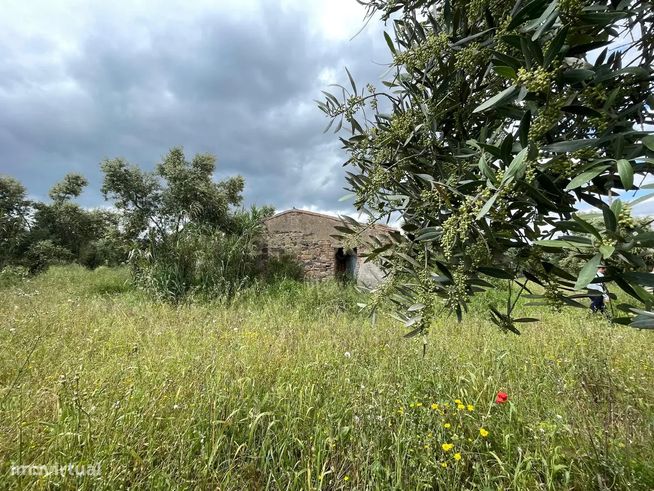Terreno/Olival  de 11.700 m2 , com Casa para recuperar,  Olival tradic-4