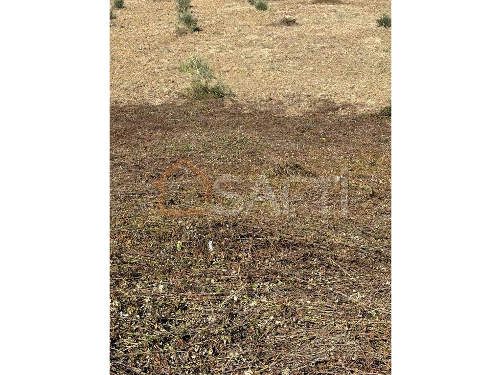 Terreno Rústico Arruda do Pisões - Negociável - Grande imagem: 4/4